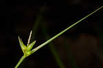 Timid sedge